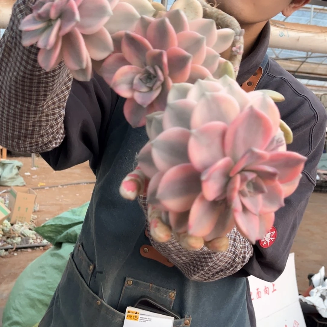 鑫***铺多肉植物紫乐景A82