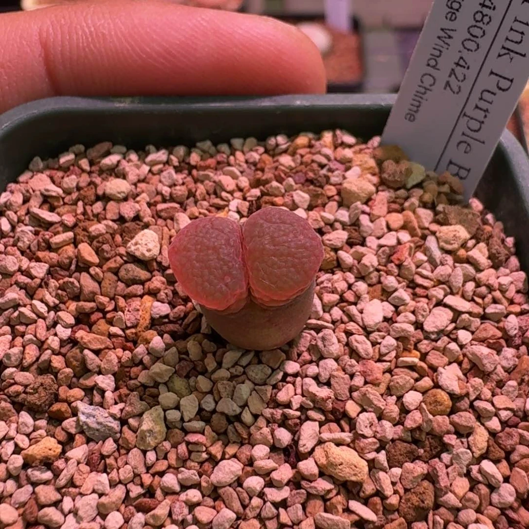 半**颠云缦精品番杏26.31