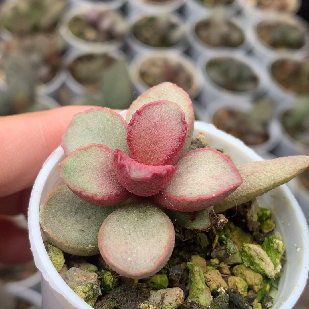 红颜磨砂蛋一物一拍