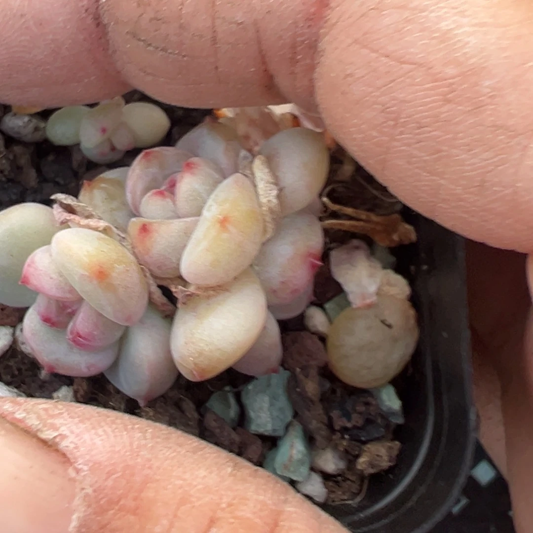 ?****萌小卡拉米糖心一物一拍