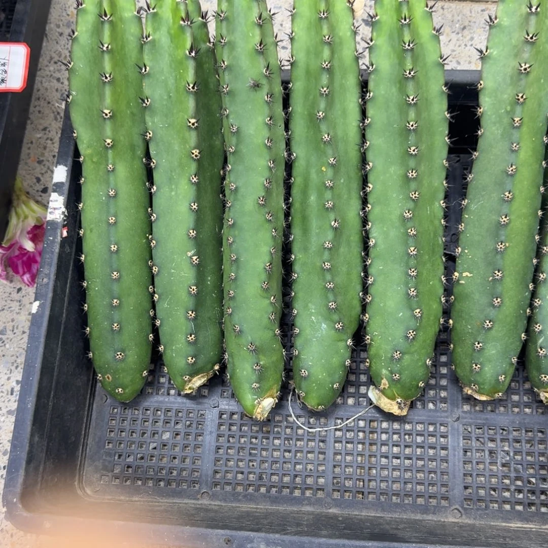 334黑刺秀普无根侧牙斑，20包邮
