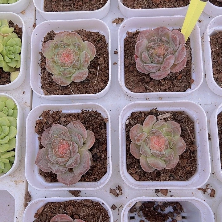 精品冰魄19包邮多肉植物