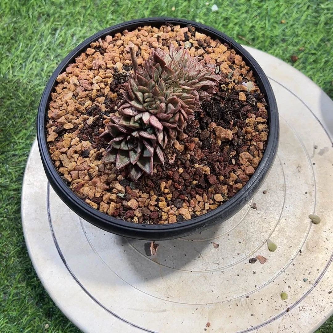 呀***子大合锦缀化多肉植物