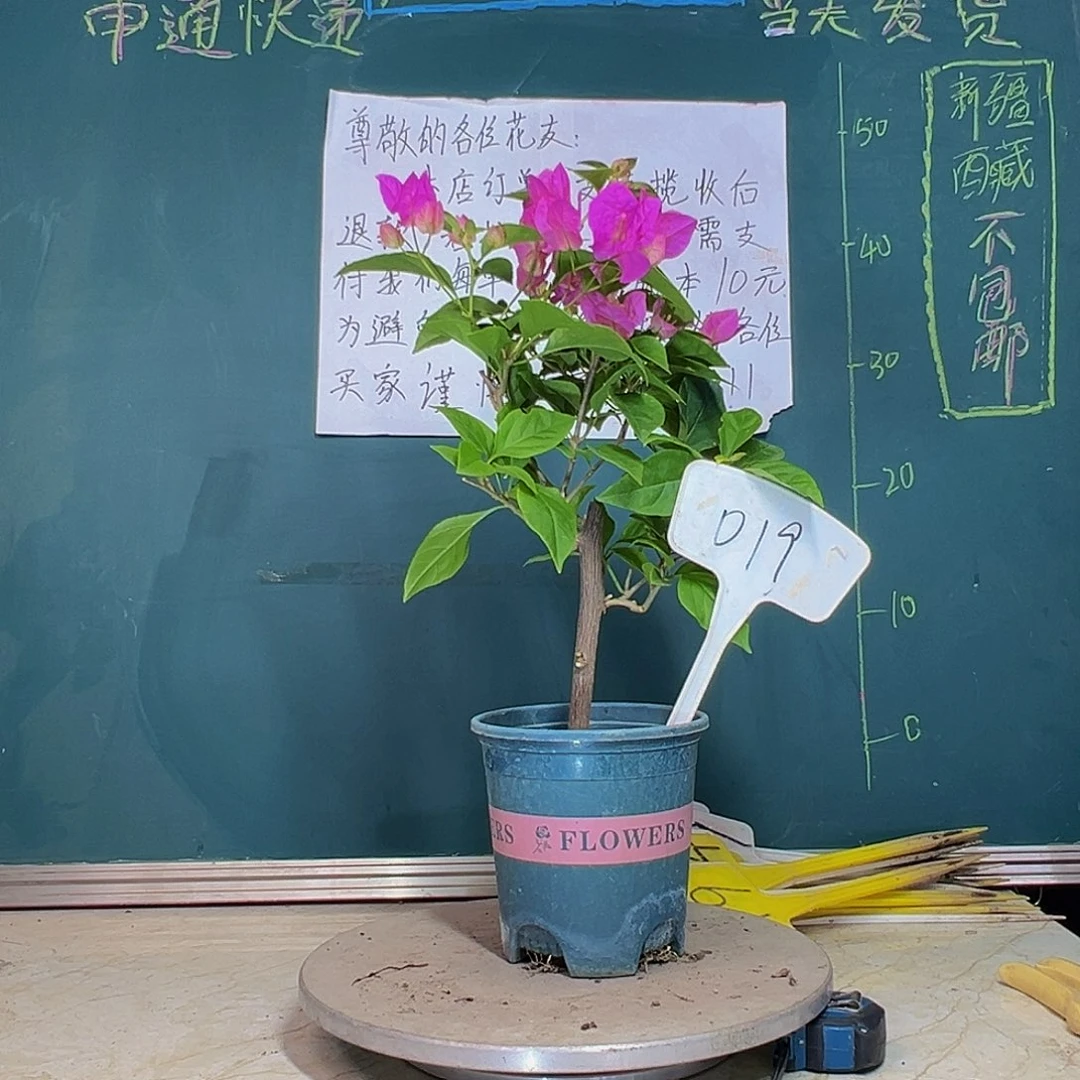 当前无花栽培后可以开花魅惑 019