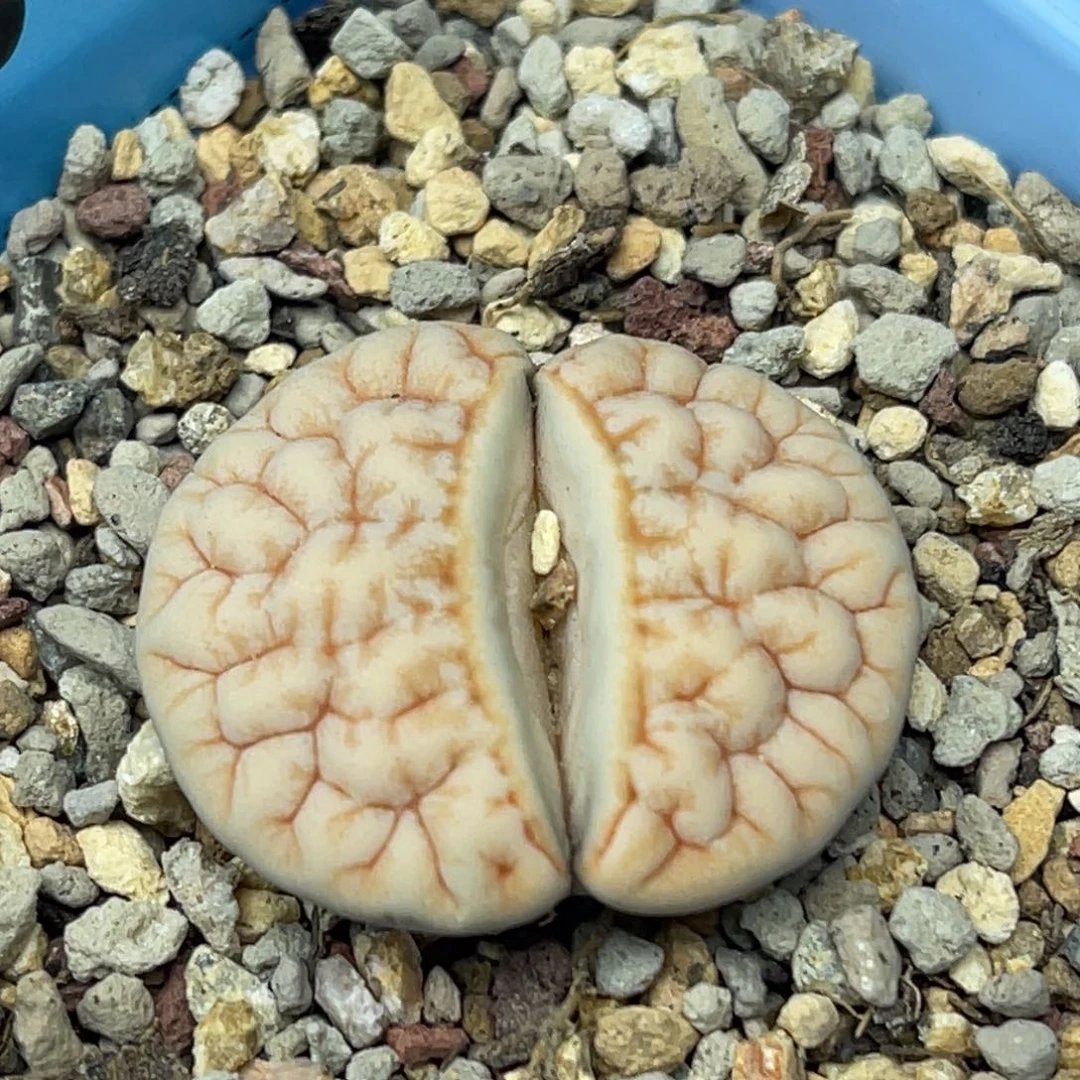1563凹凸拿铁189一颗