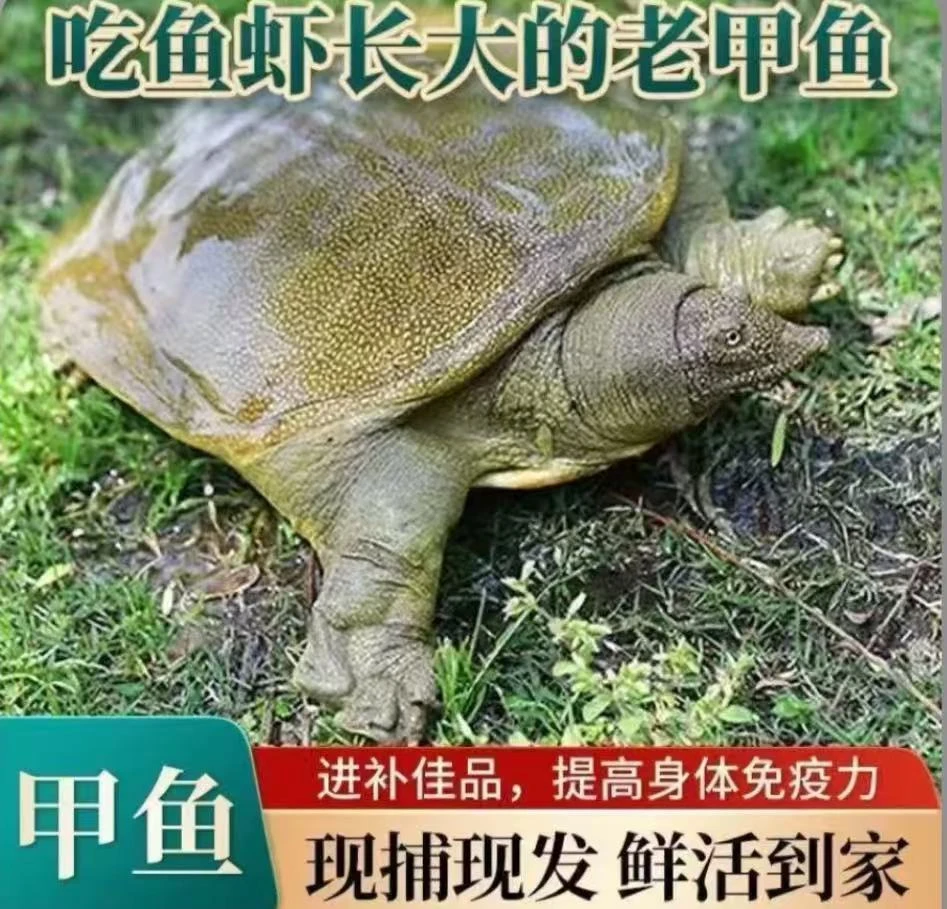 z外塘甲鱼5只6-5斤鲜活大甲鱼中华老鳖水鱼团鱼包邮包活