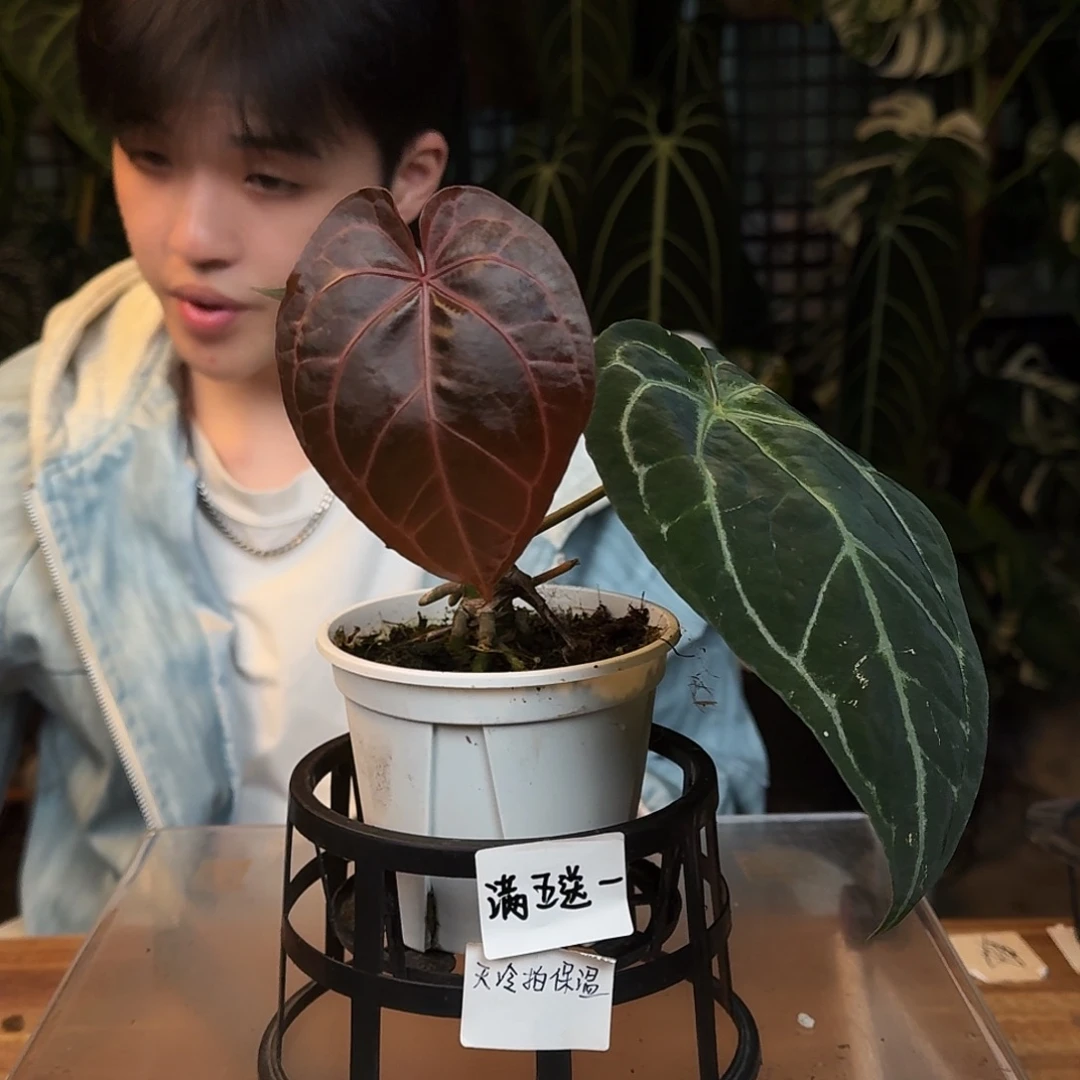 完全开放P43粉脉撕裂纹杂银骑士