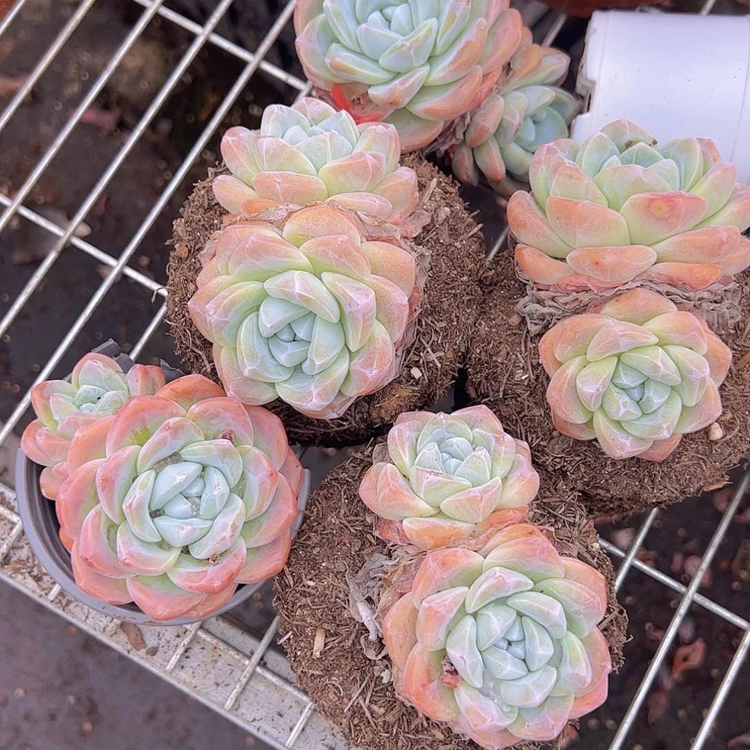 玉蝴蝶双头精品多肉四盆10cm