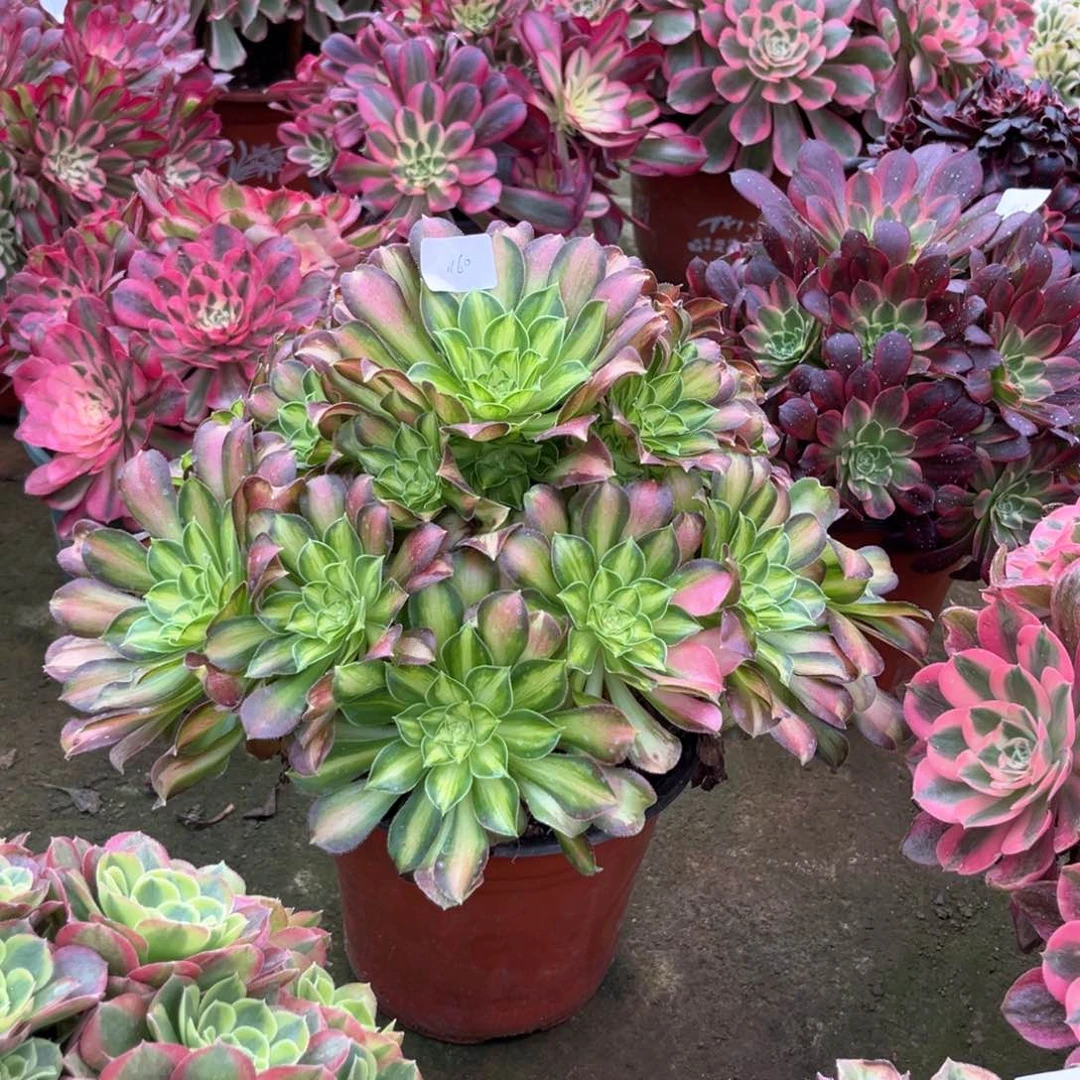 多肉植物韶华1160