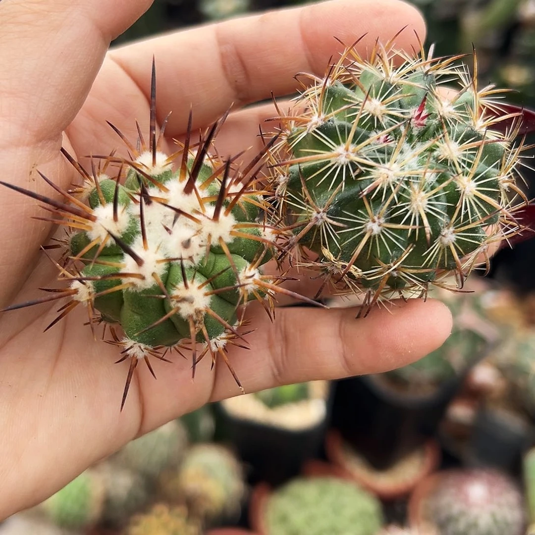 舞龙组合福利仙人球1111111