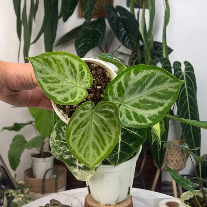 不开花植物印尼进口满银铜锣烧