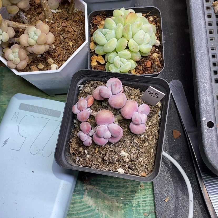 【闪购商品】?***明桃蛋35