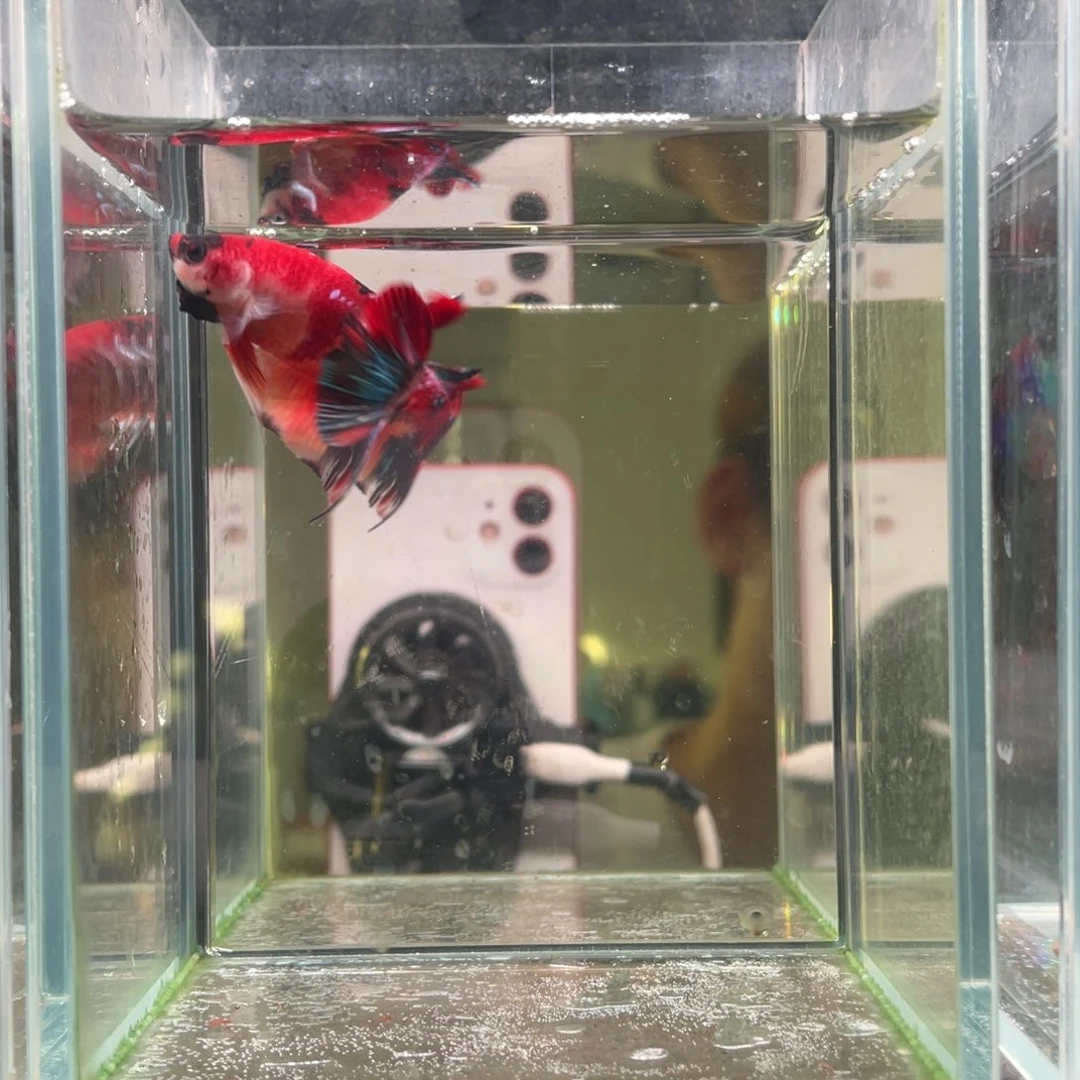 斗鱼印尼精品斗鱼74