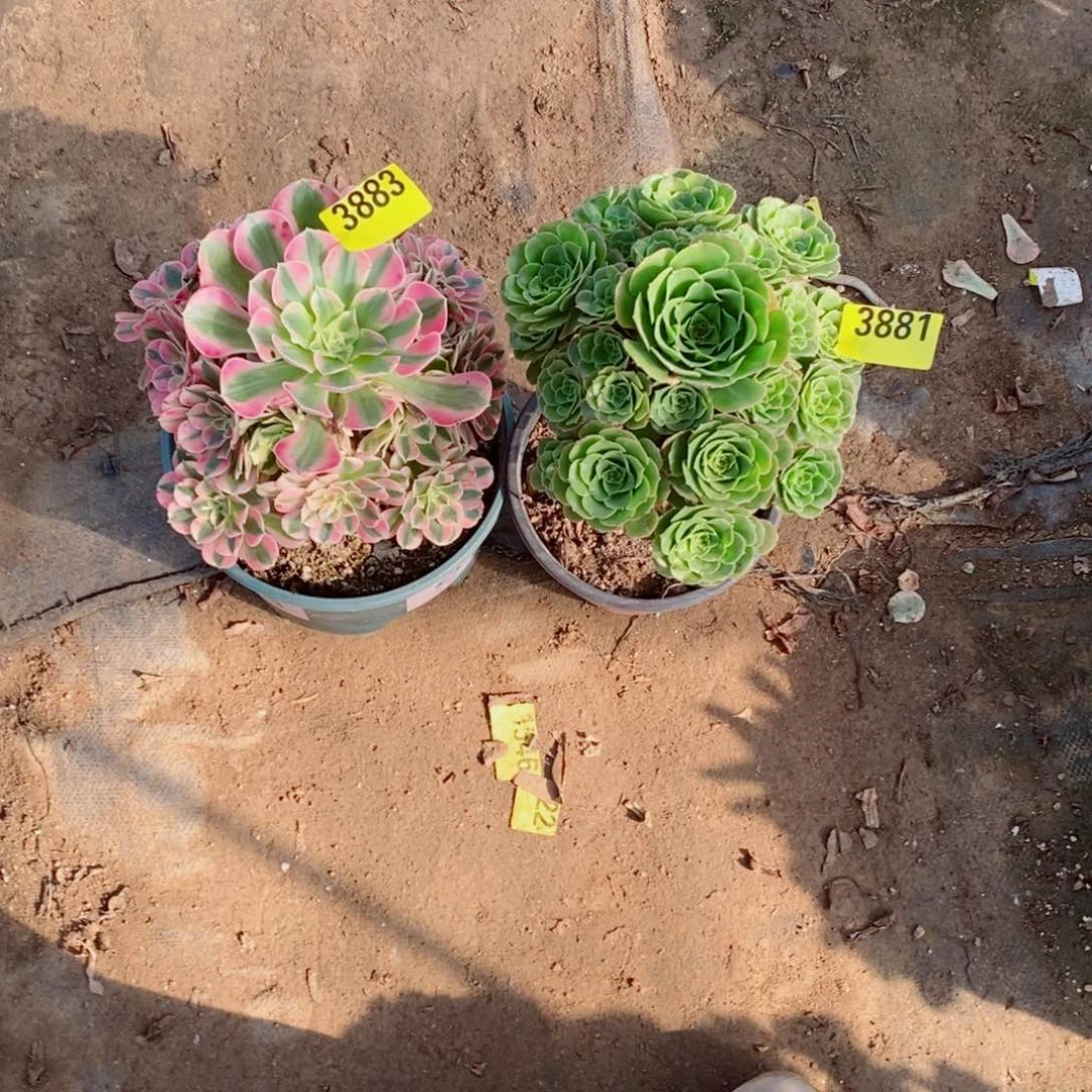 翡翠流离多肉法师3881粉女巫3883