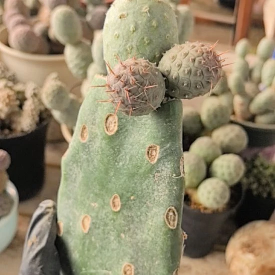 快***生习志野仙人球直播