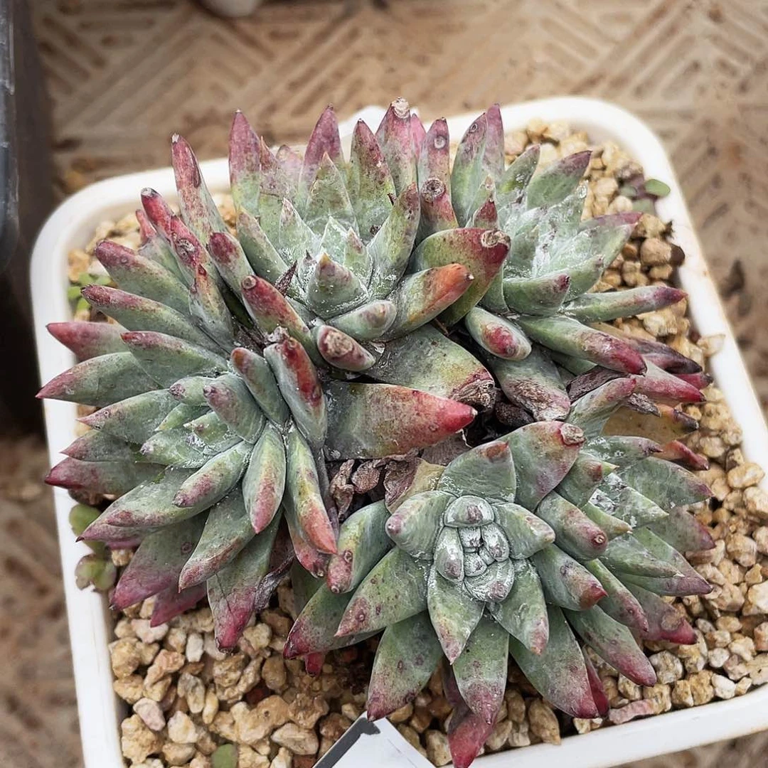 仙女杯老桩多头2362