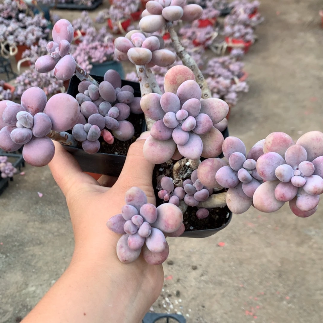 一***夏桃蛋老桩一处蹭头不带盆87号