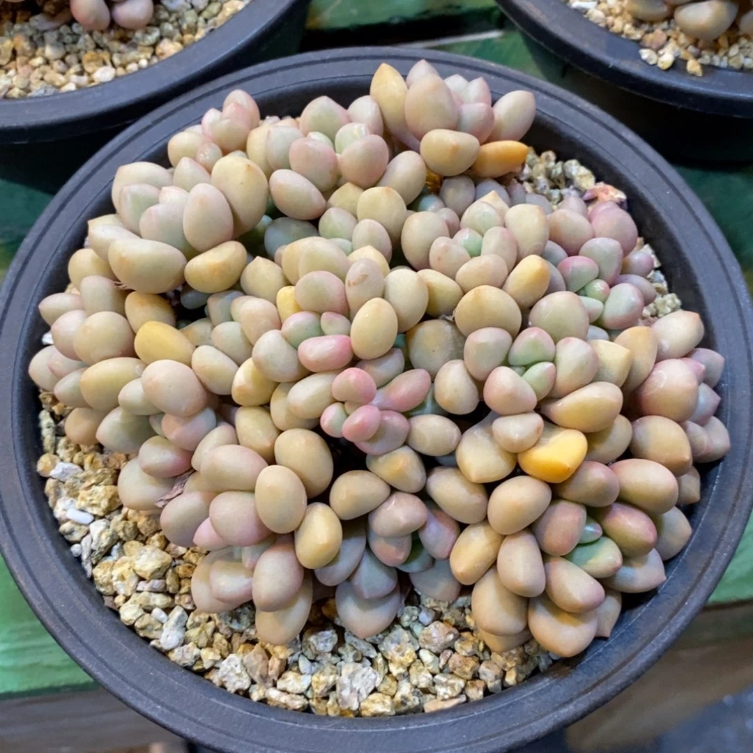 先锋派自然群，123456789