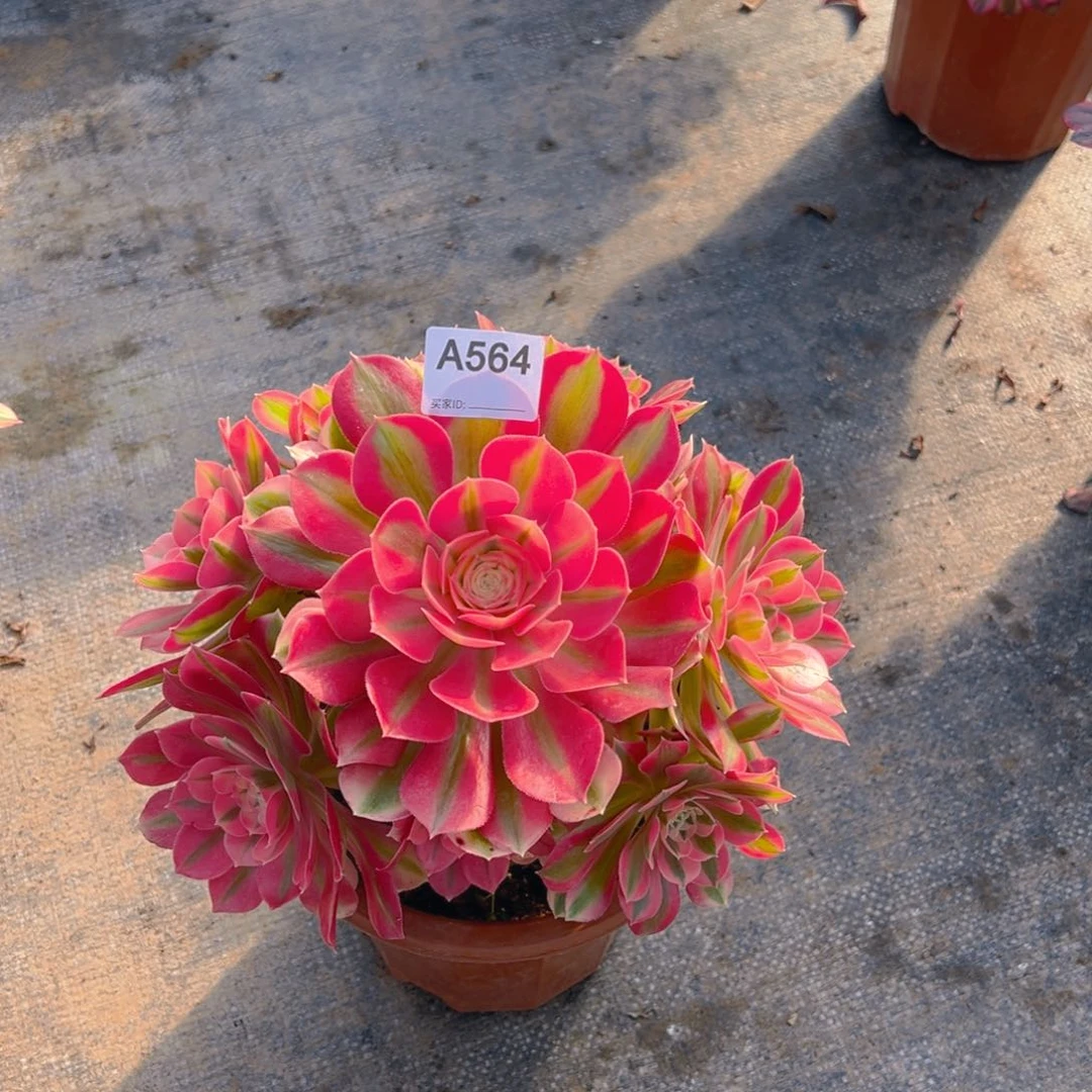 银*564粉女郎法师，多肉植物