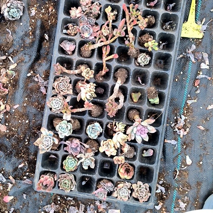 飞**心满6元包邮，27号垃圾货无售后