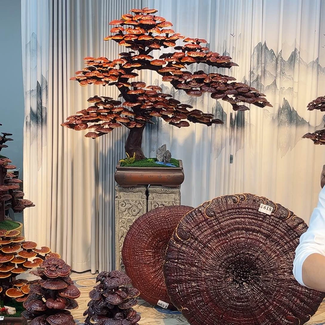 无花朵888888888888