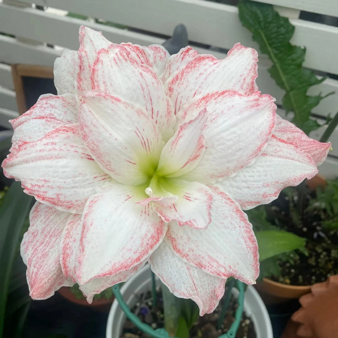 (懒羊羊)大花重瓣朱顶红原盆原土