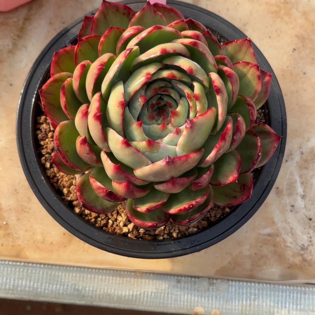 多肉惊鸿仙子 1566