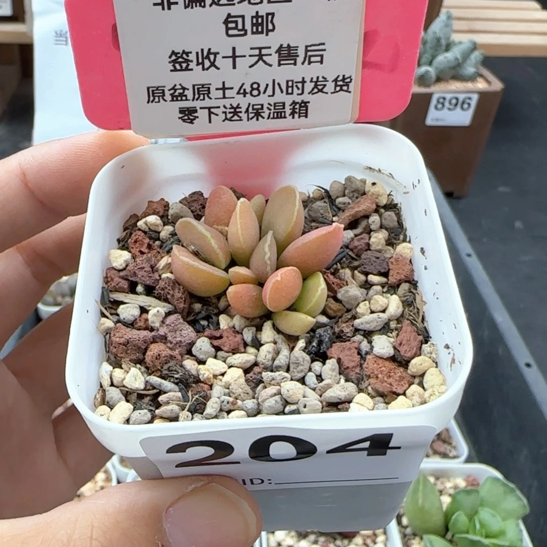204雪兔多肉植物