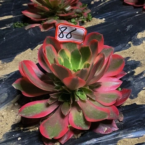 粉女妖捧花法师86链接