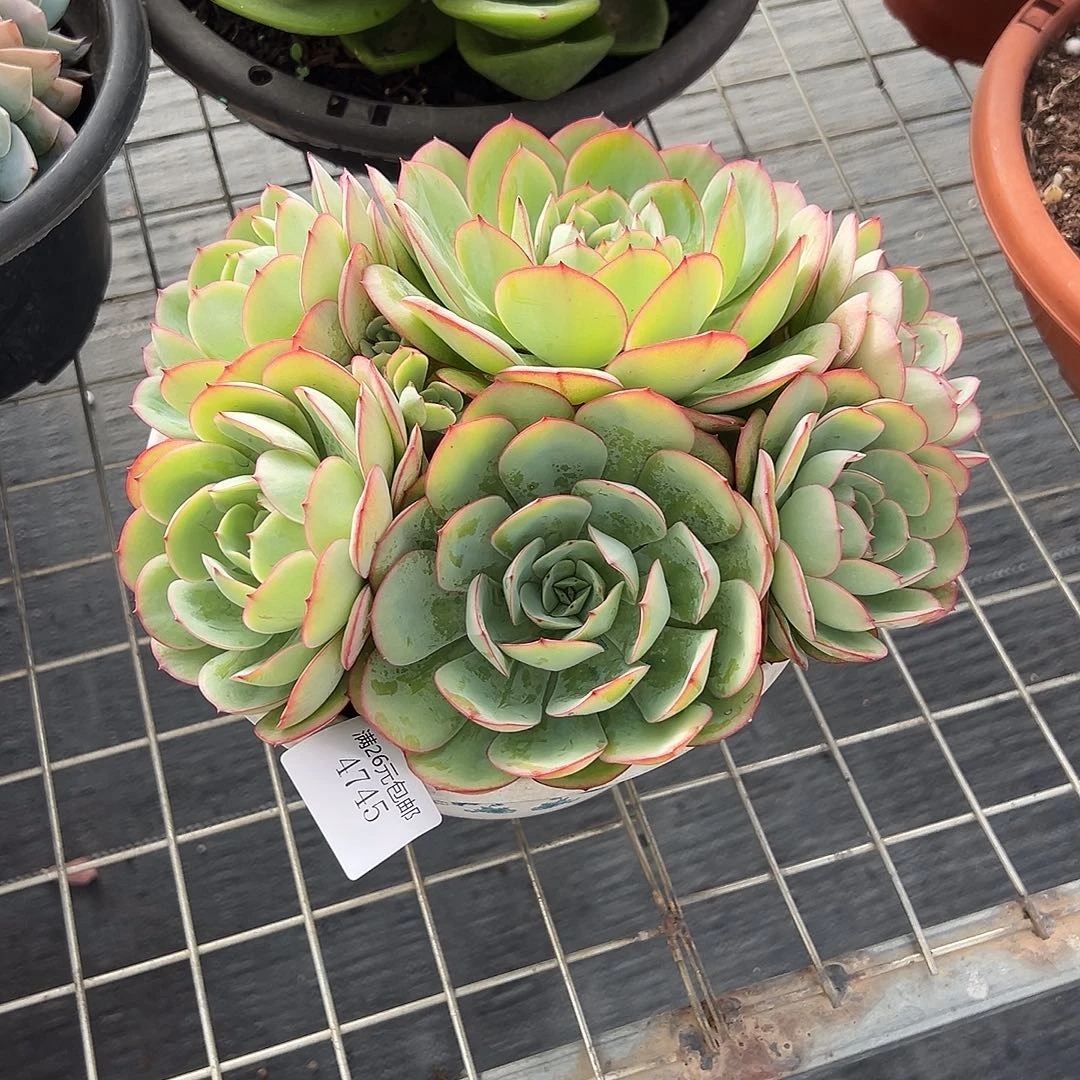 用***54745牡丹亭多肉植物多肉