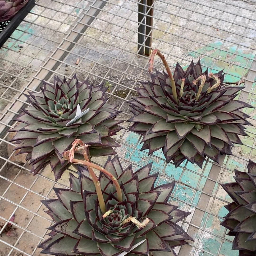 缺*切桩美乌3棵发货B-25.12.23