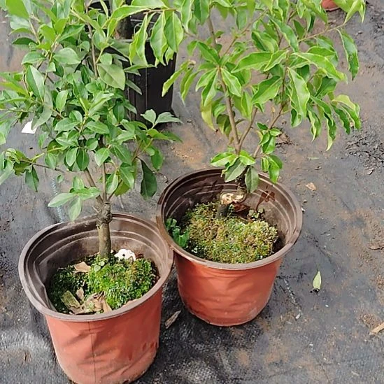 无花朵将军金弹子盆景园