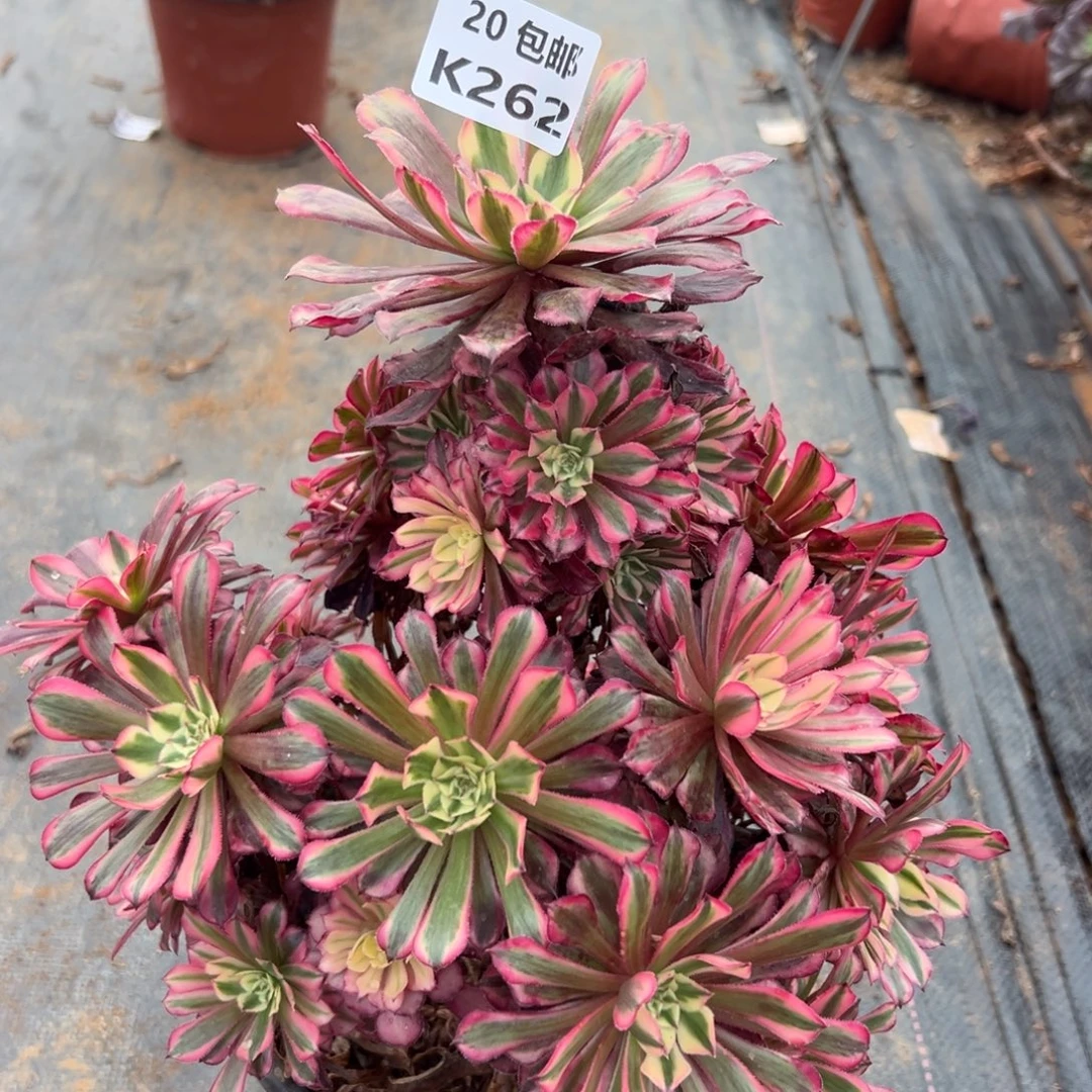 262红铜白，满20包邮