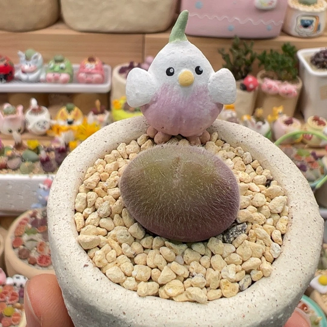 多肉植物140号长毛翠滴