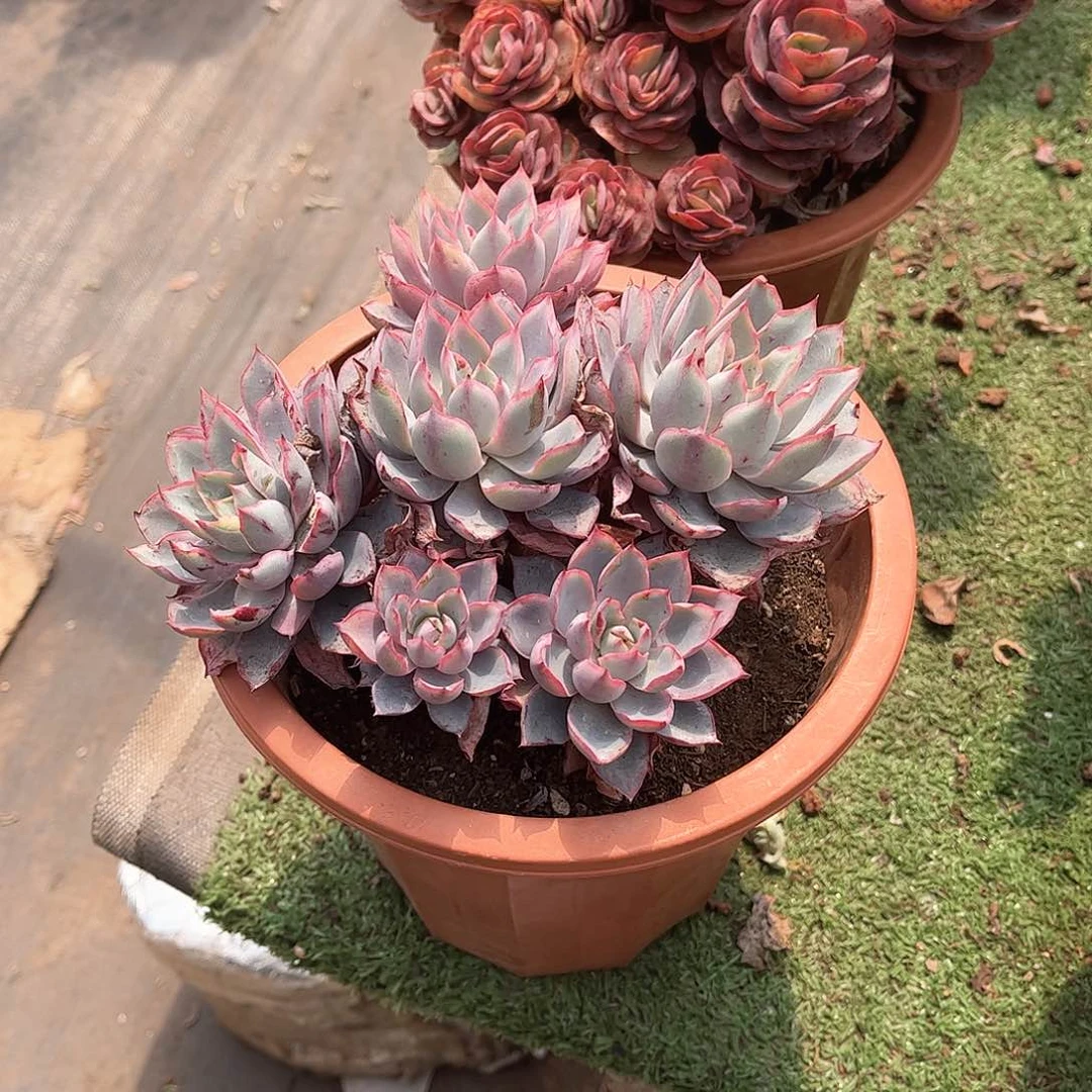 臭*宝赫拉多肉植物3