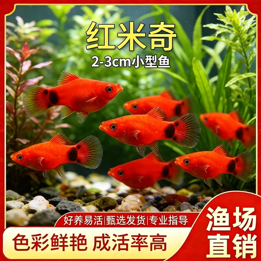 【米奇鱼】胎生热带观赏鱼好养耐活适合新手熊猫鱼淡水鱼包邮