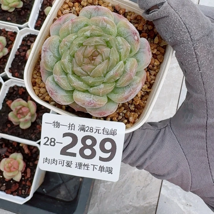 白恋多肉无盆土发货多肉多