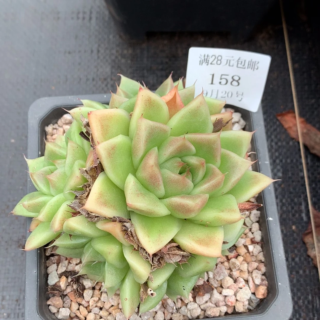 【闪购商品】云158号珍妮群12厘米