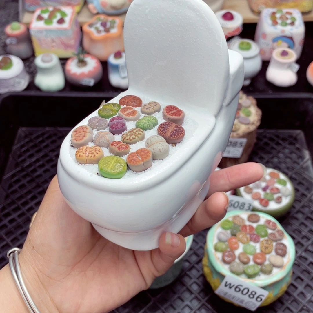 w6087 带盆土发货一物一拍