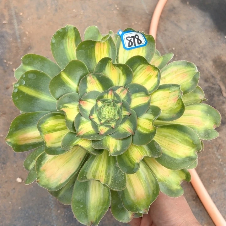 暴君老桩878法师多肉