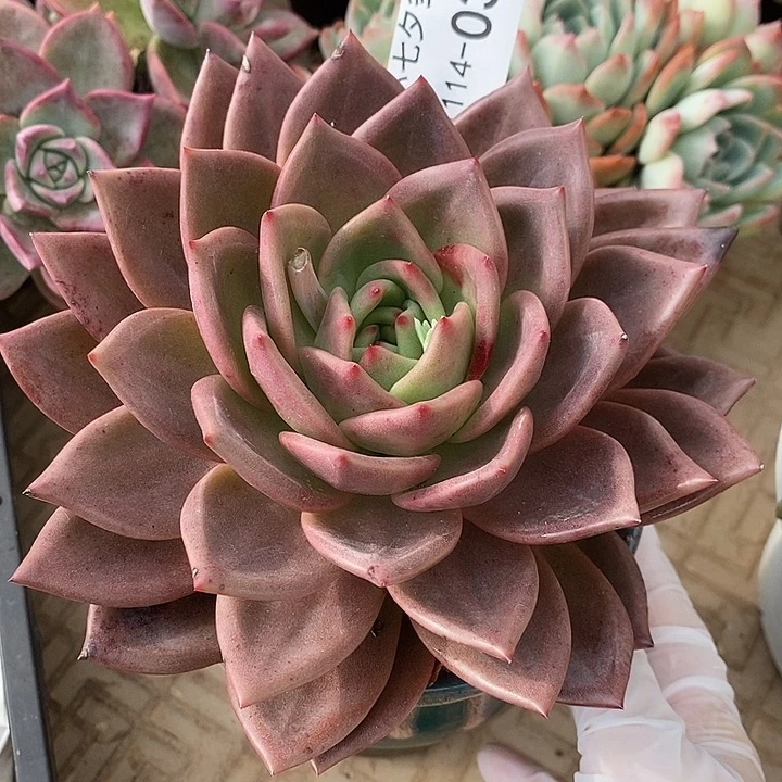 小七夕多肉香槟03