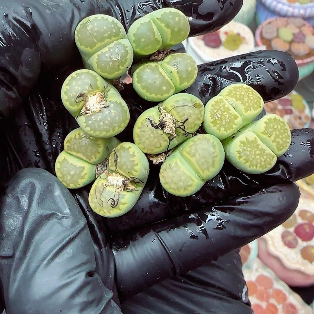 生石花满18包邮1230-79