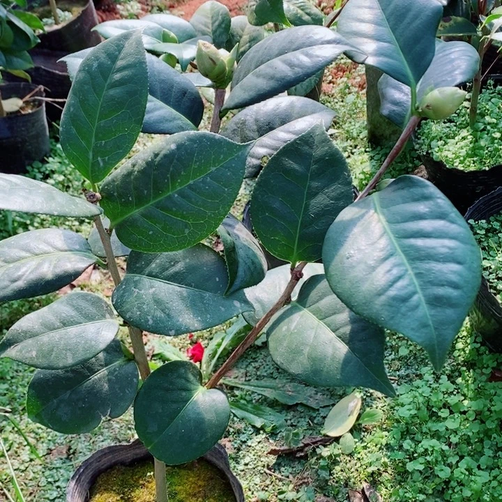 完全开放大苹果茶花