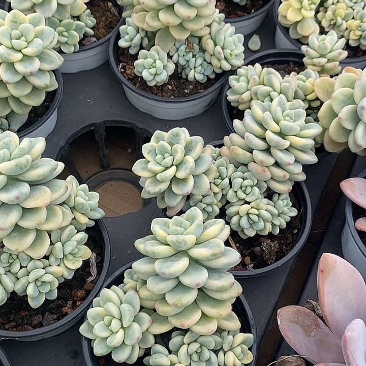 劳尔锦福利多多去拍