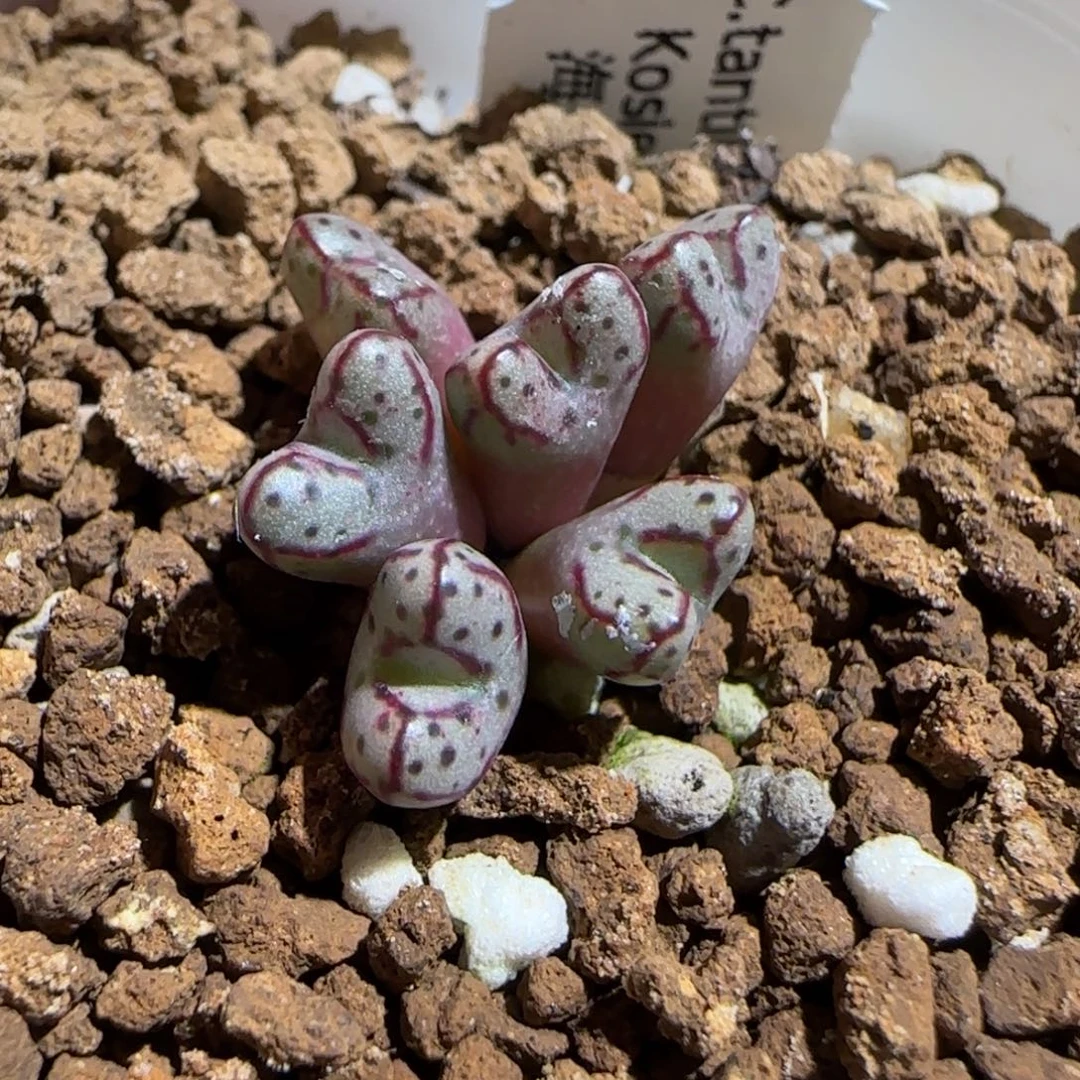 肉锥多肉植物组合-海伦利亚1725