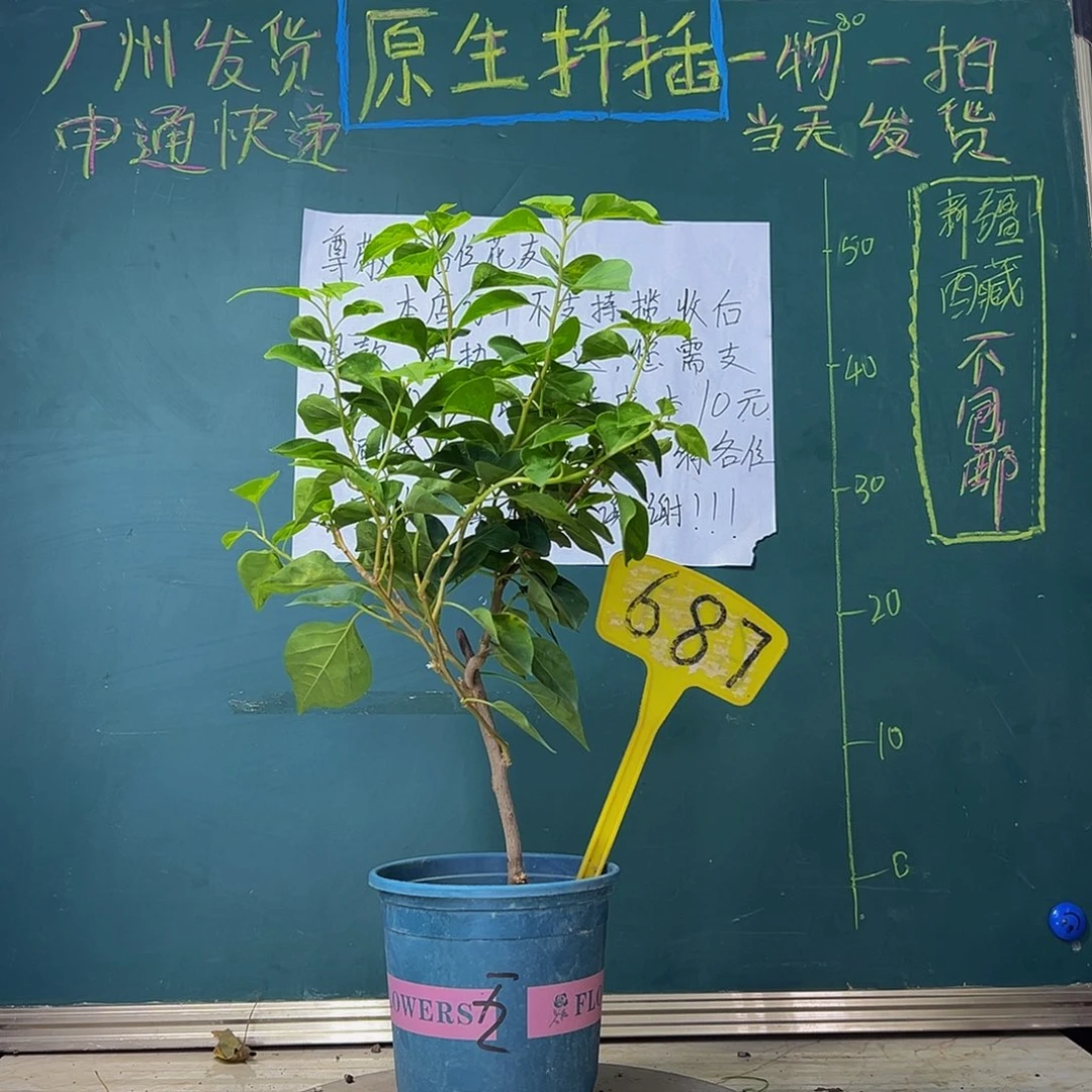 当前无花栽培后可以开花 暗斑五宝  687