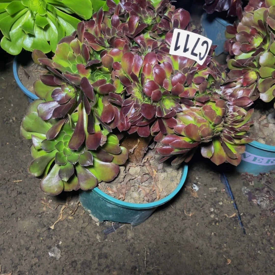 荷兰法师28/////52包邮