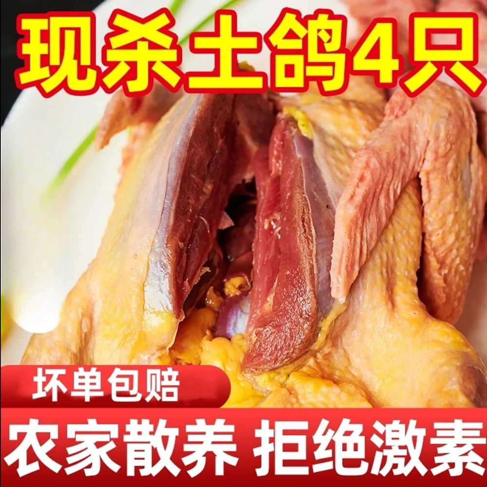【拍2只送2只】正宗新鲜土鸽子带头带脚带内脏生态喂养炖汤冷链