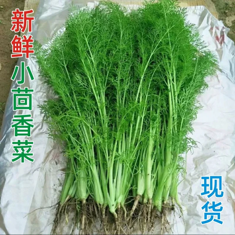 【2斤装】农家种植原生态茴香 现拔现发 保证新鲜