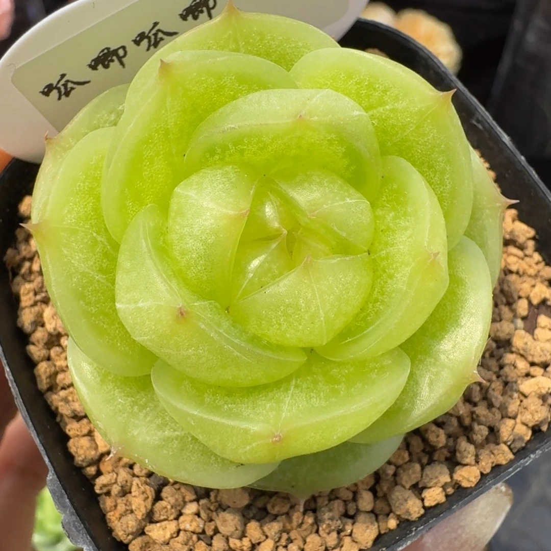 0531-25-灵耀单头一颗
